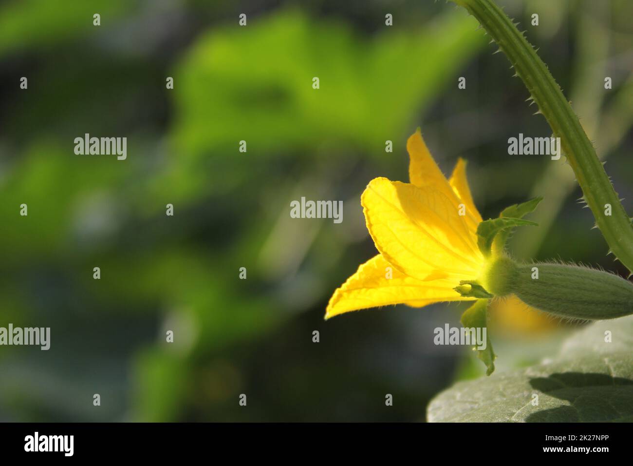 Coréen Melon Bloom avec petit Melon formant sur Vine Banque D'Images