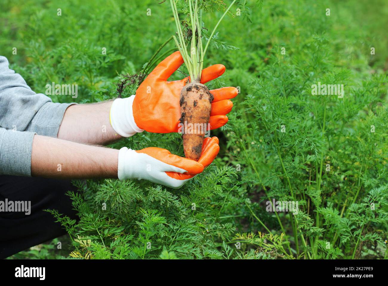Farmer hand holding a f produits frais bio carottes à l'automne jardin piscine Banque D'Images