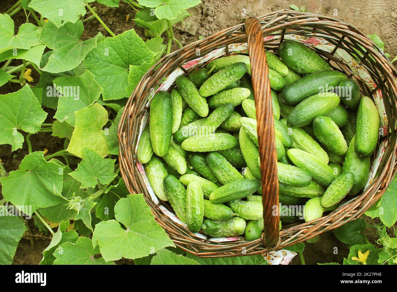 La récolte de concombres frais dans un panier. Arrière-plan de jardinage de plantes vertes Banque D'Images