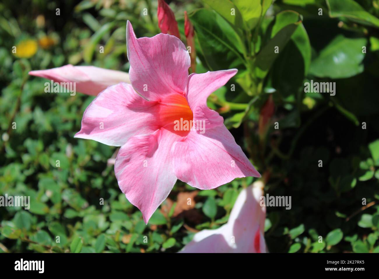 diploadénia rose dans le jardin Banque D'Images