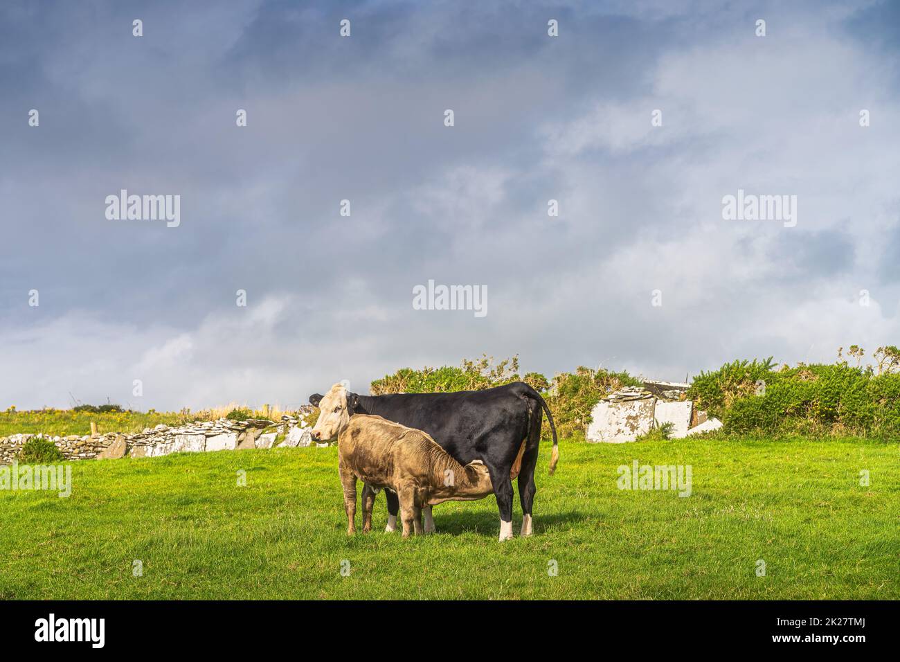 Jeune veau allaitant sur le lait maternel sur le champ vert frais, falaises de Moher, Irlande Banque D'Images