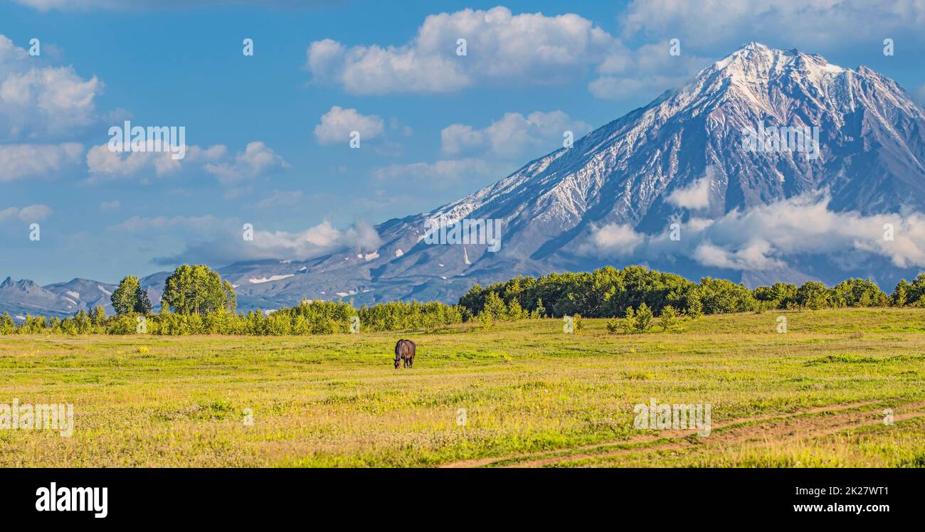 Volcan et pré avec un cheval dans la péninsule de Kamchatka Banque D'Images
