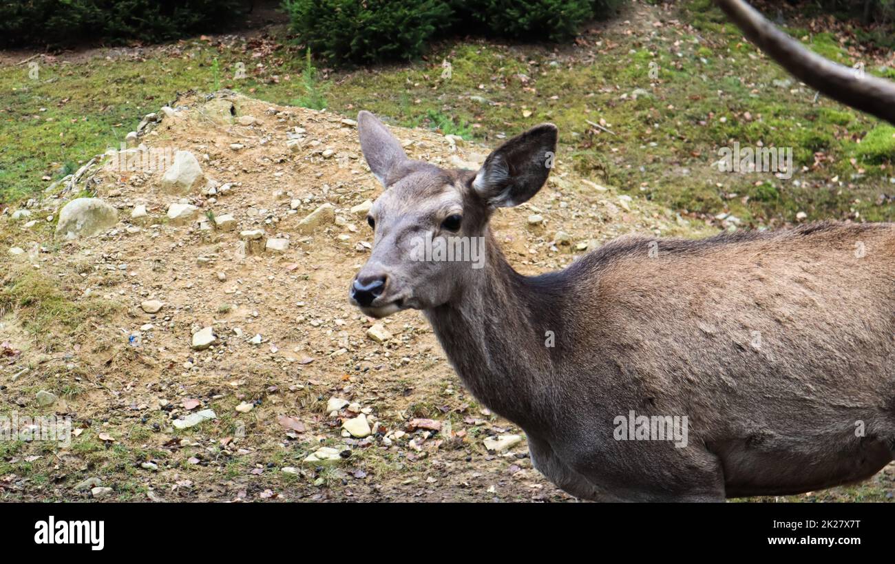 le cerf marche dans la forêt au début de l'été dans les Carpates. Banque D'Images