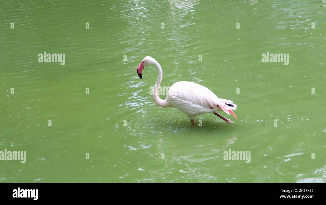 Le flamant rose est un genre d'oiseaux de la famille d'un groupe flamboyant de flamants roses sur un lac ou un étang. Banque D'Images