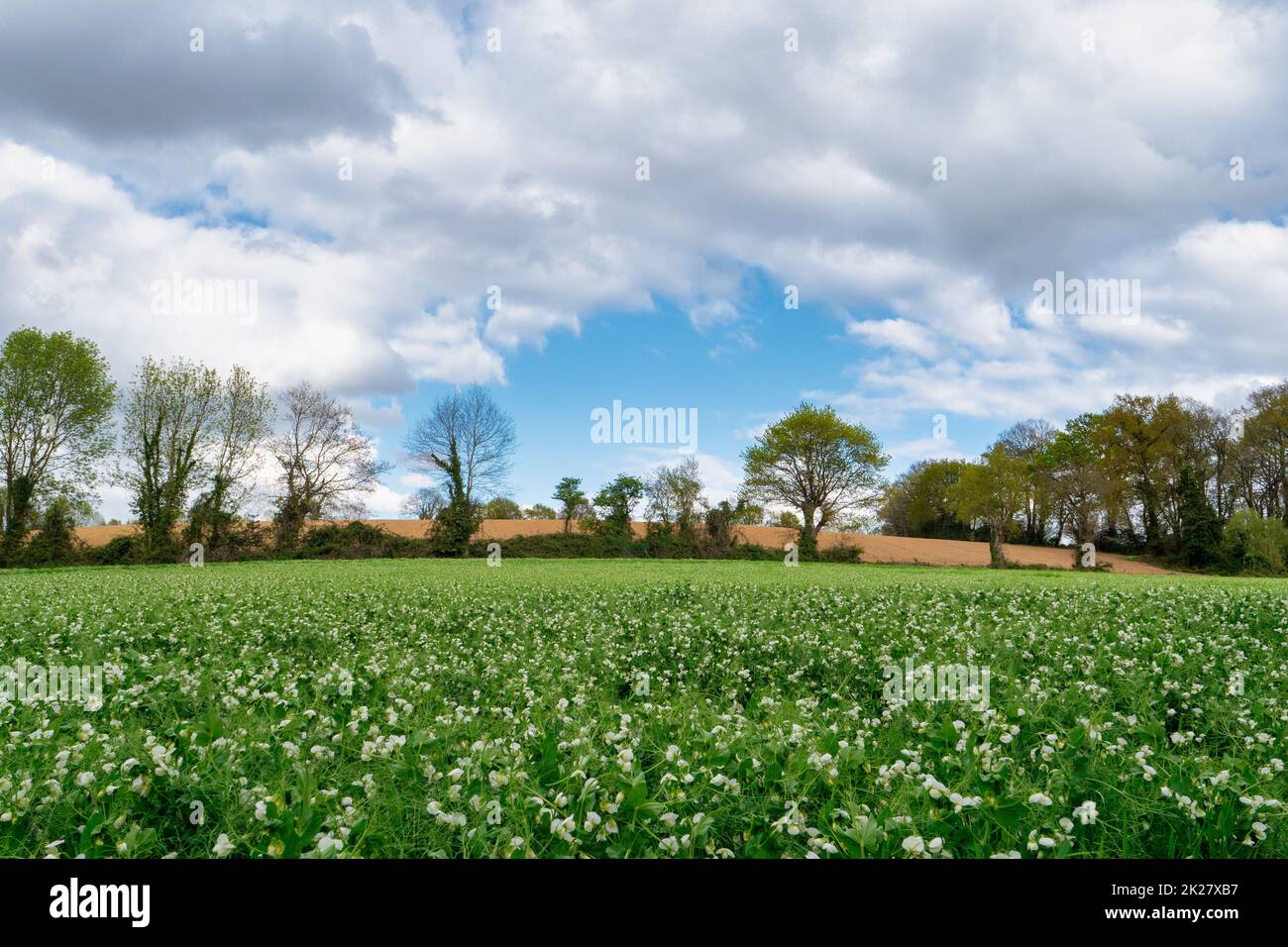 Champ de pois en fleur au printemps Banque D'Images