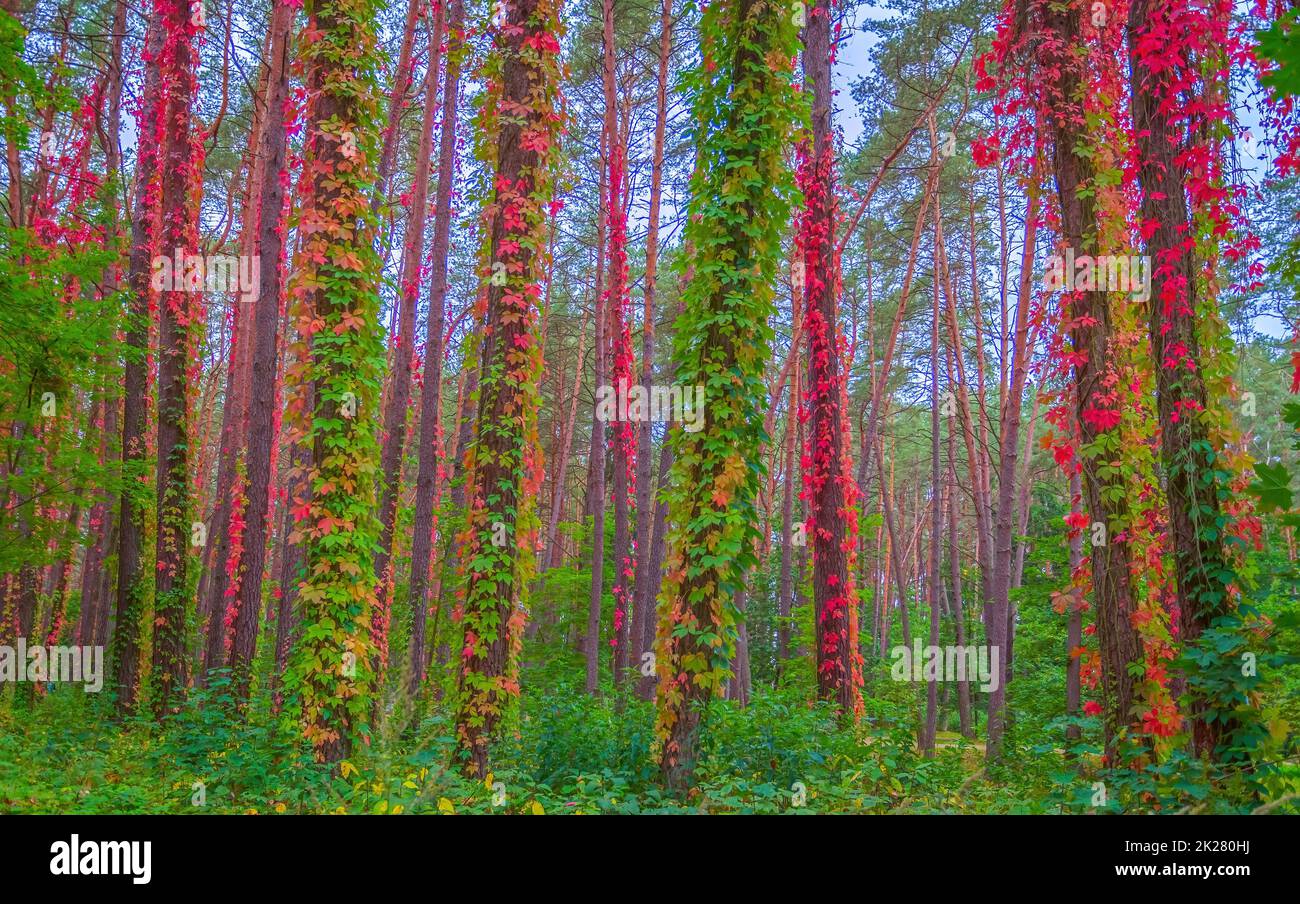 Motif d'automne avec des feuilles rouges et jaunes colorées de la plante de l'herbe à poux Banque D'Images