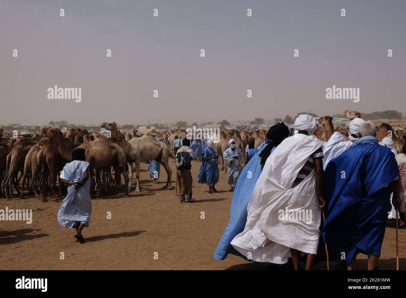 Marché de chameaux à Nouakchott Mauretania Banque D'Images