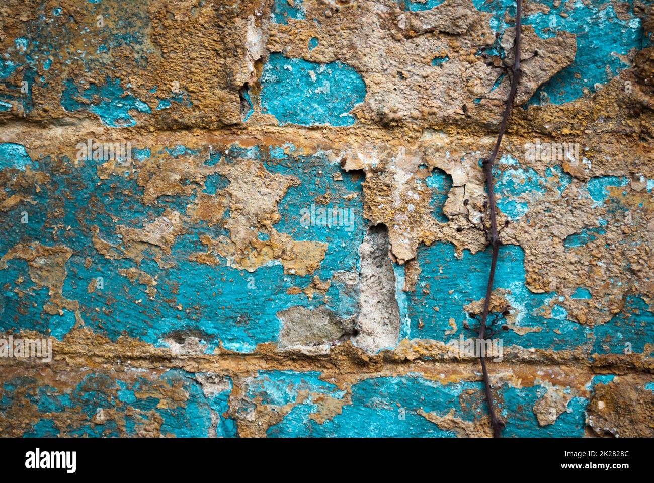 Vieux mur en brique bleu avec vigne et paupières sèches. Banque D'Images