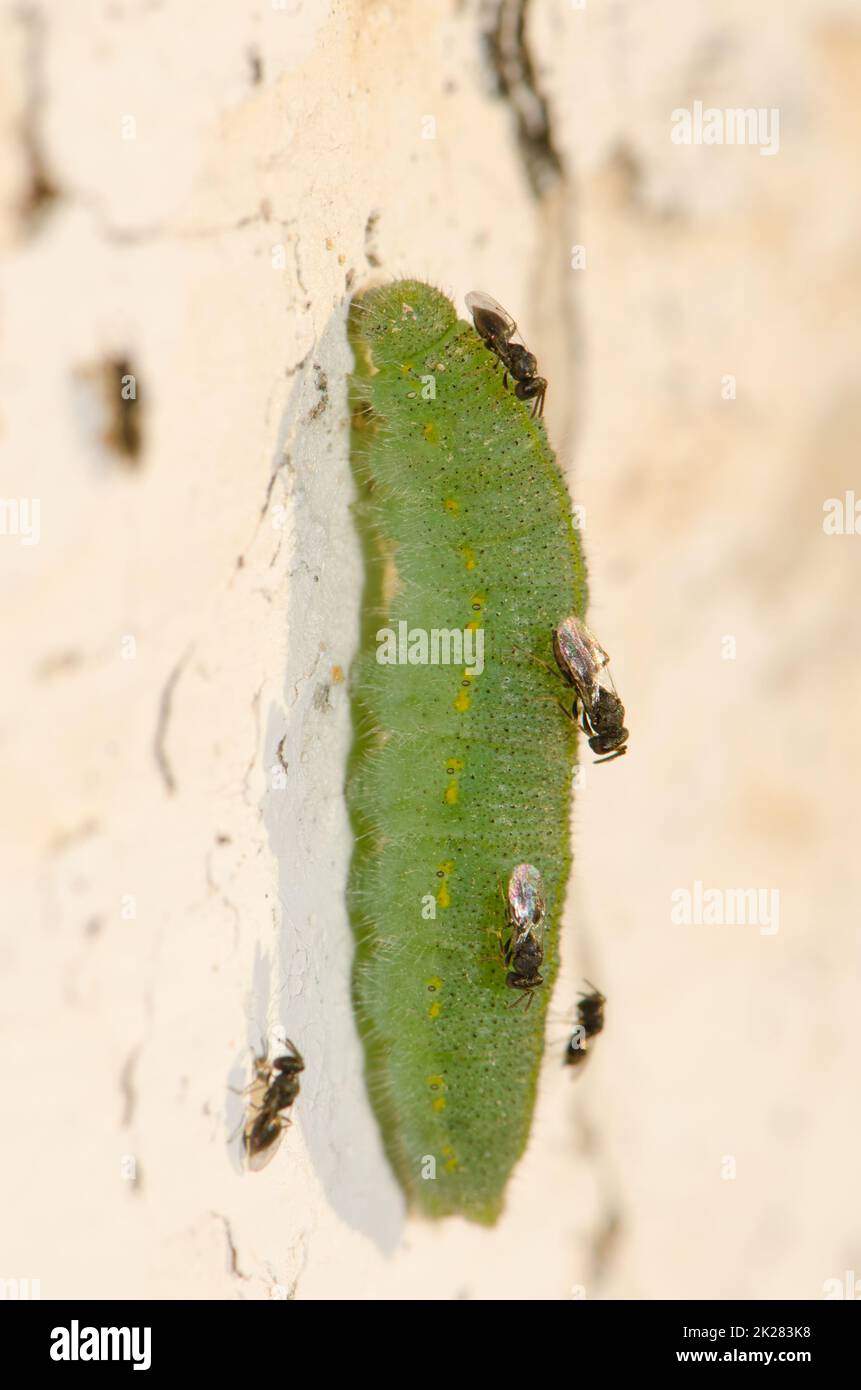 Parasite blanc de papillon cherchant à pondre leurs oeufs sur une chenille de petit blanc. Banque D'Images