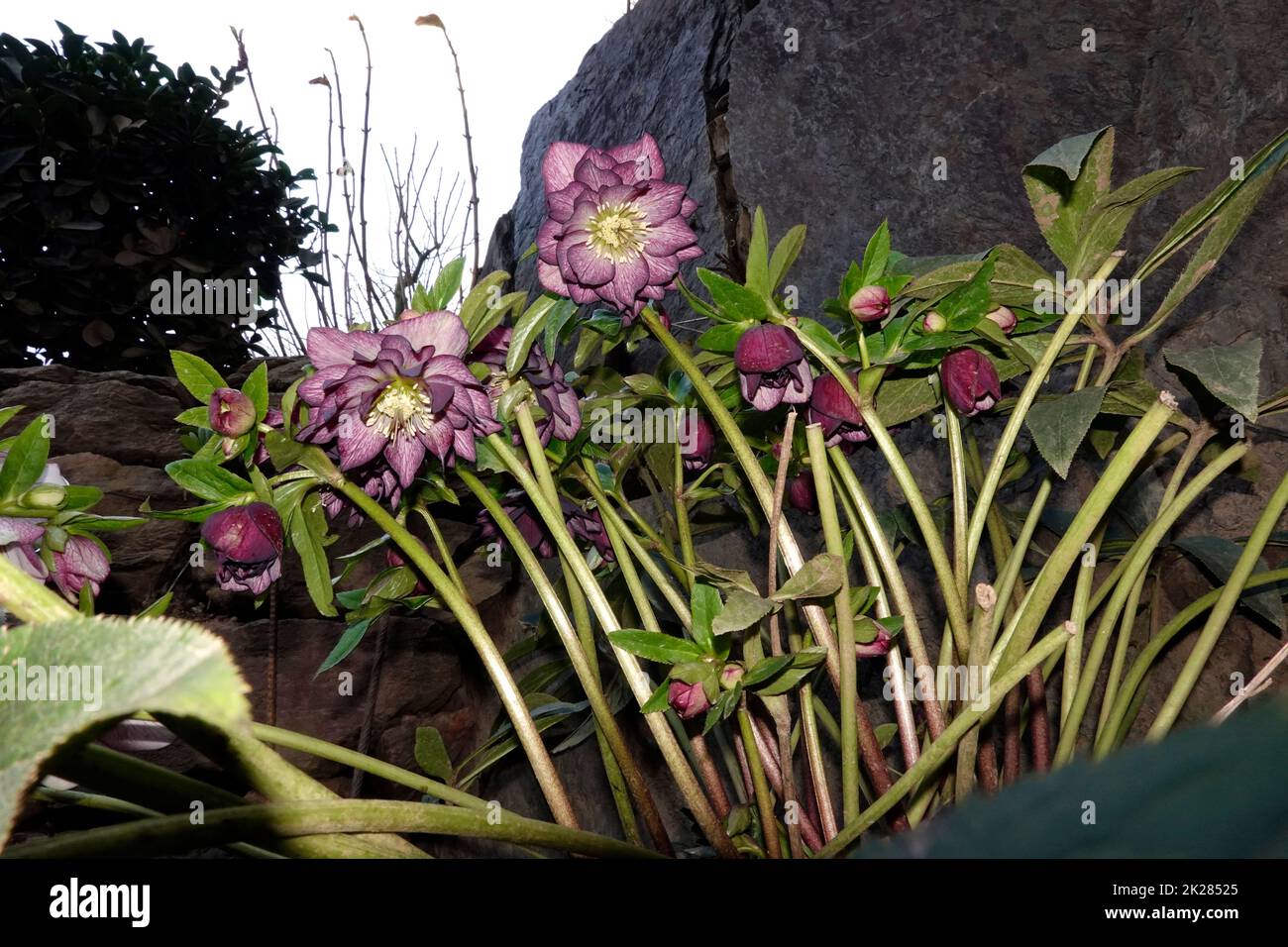 Schneerose, Christrose oder Schwarze Nieswurz (Helleborus niger) Banque D'Images