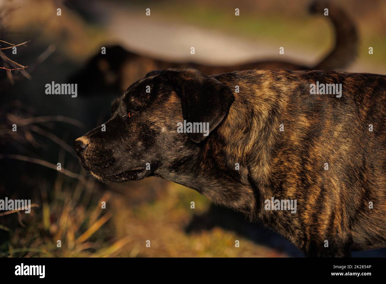 Chiens noirs en gros plan Portrait en nature Banque D'Images