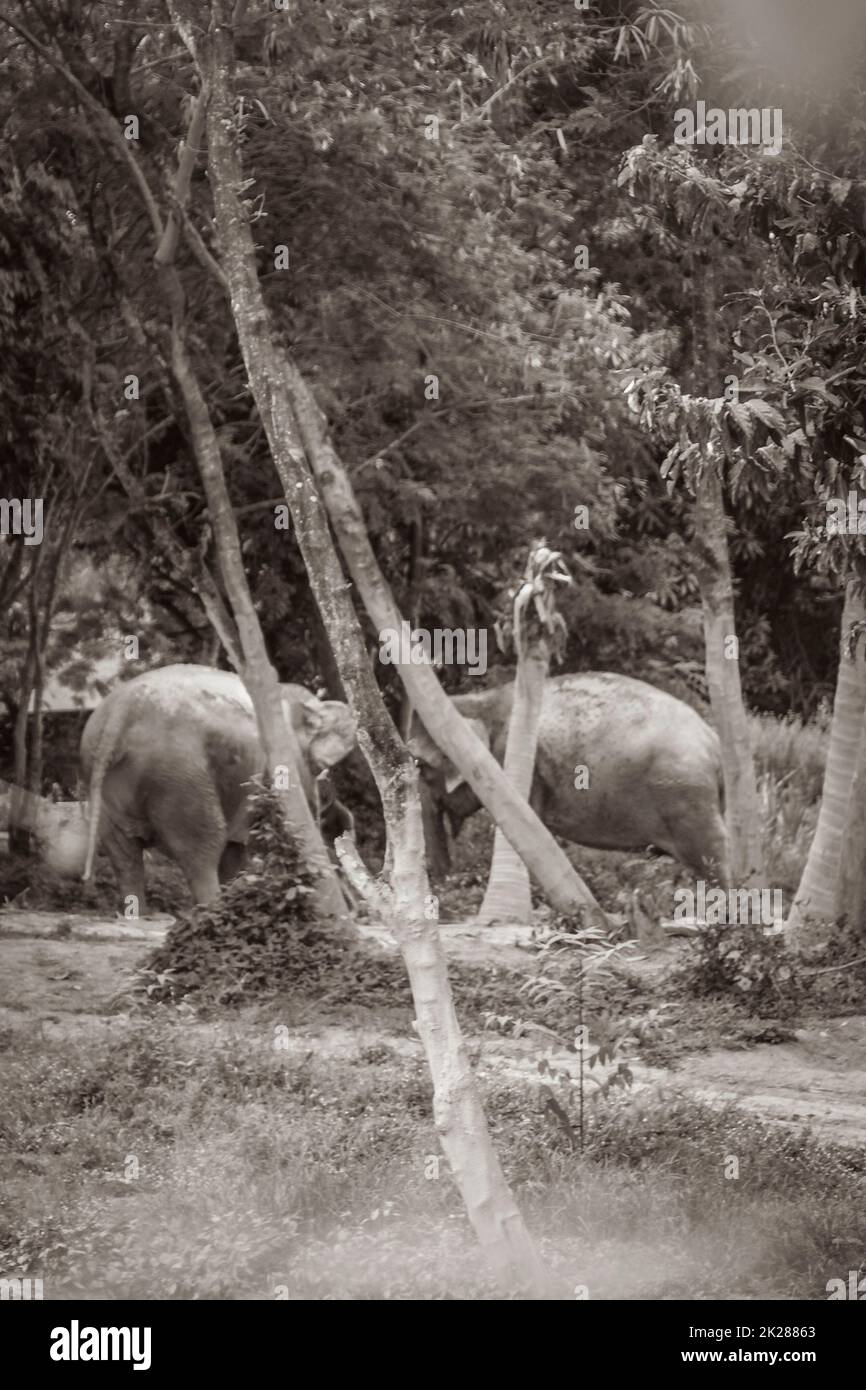 Éléphants d'Asie pour l'équitation forêt tropicale parc Koh Samui Thaïlande. Banque D'Images