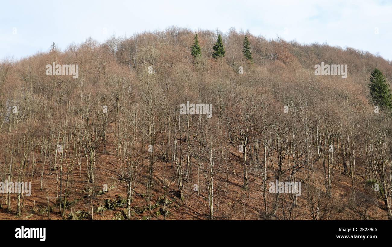 Paysage d'automne dans les Carpates avec des sommets de montagne. Le monde de la beauté. Forêt avec des feuilles d'orange. Jour d'automne dans l'ouest de l'Ukraine Banque D'Images