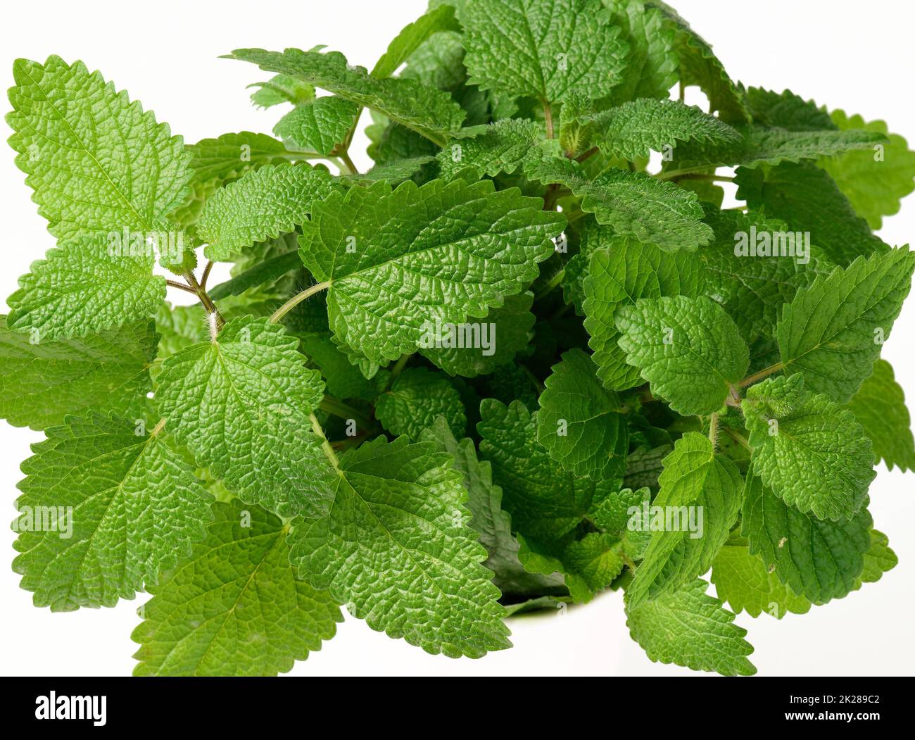 feuilles de menthe verte parfumées sur fond blanc, vue de dessus Banque D'Images