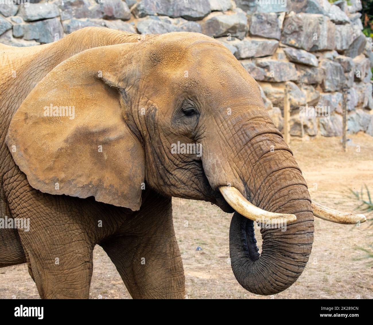 Gros plan d'un éléphant. Banque D'Images