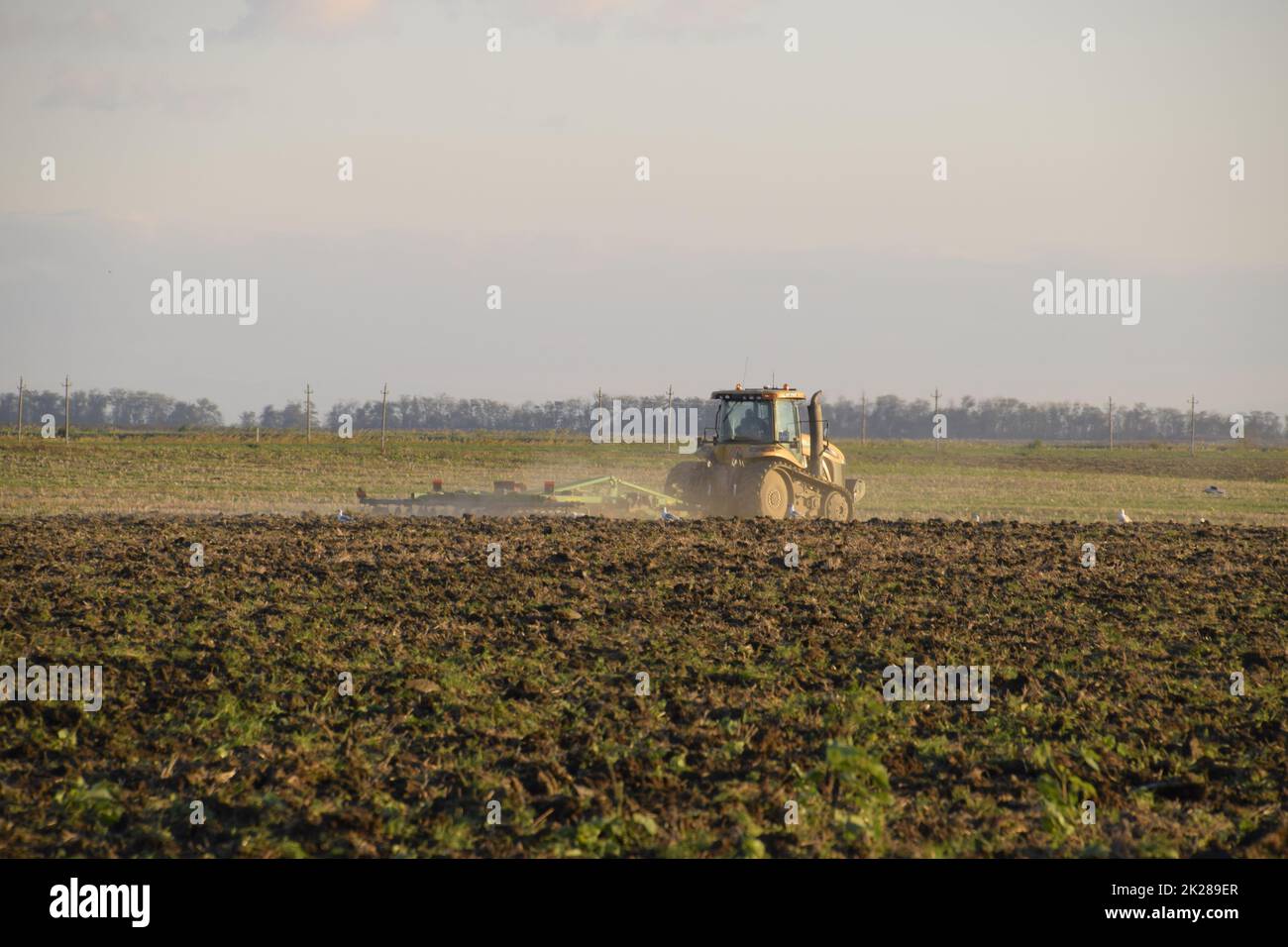 Le tracteur labourage le champ. Labourage du sol à l'automne après la récolte. La fin de la saison Banque D'Images