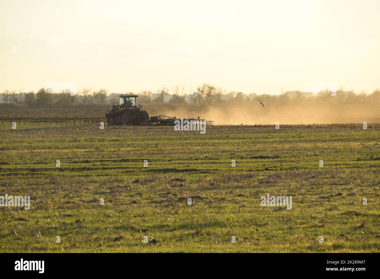 Tracteur au coucher du soleil labourer un champ. Labourage du sol à l'automne après la récolte. La fin de la saison Banque D'Images