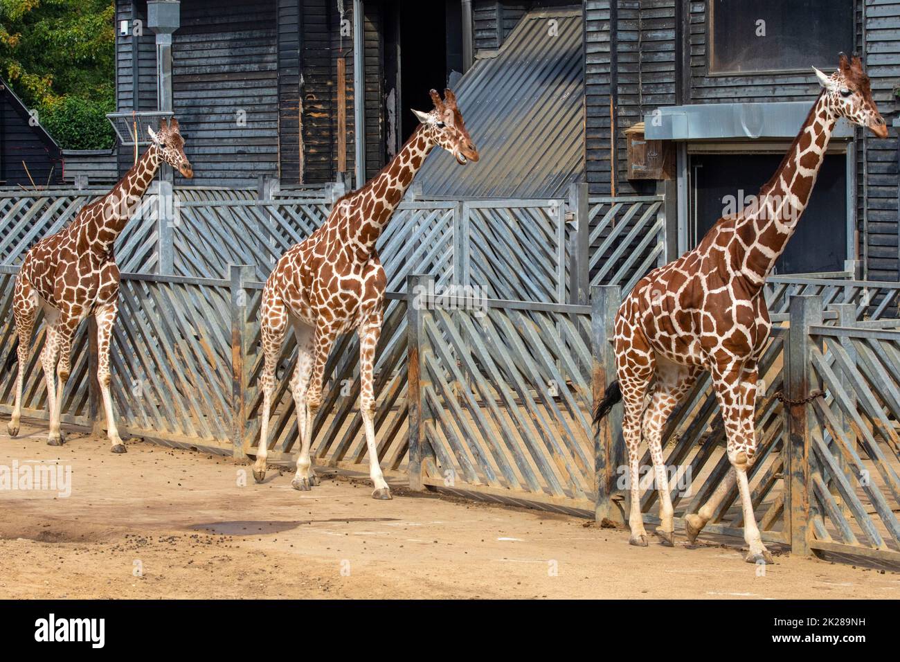 Trois girafes marchant dans une enceinte. Banque D'Images