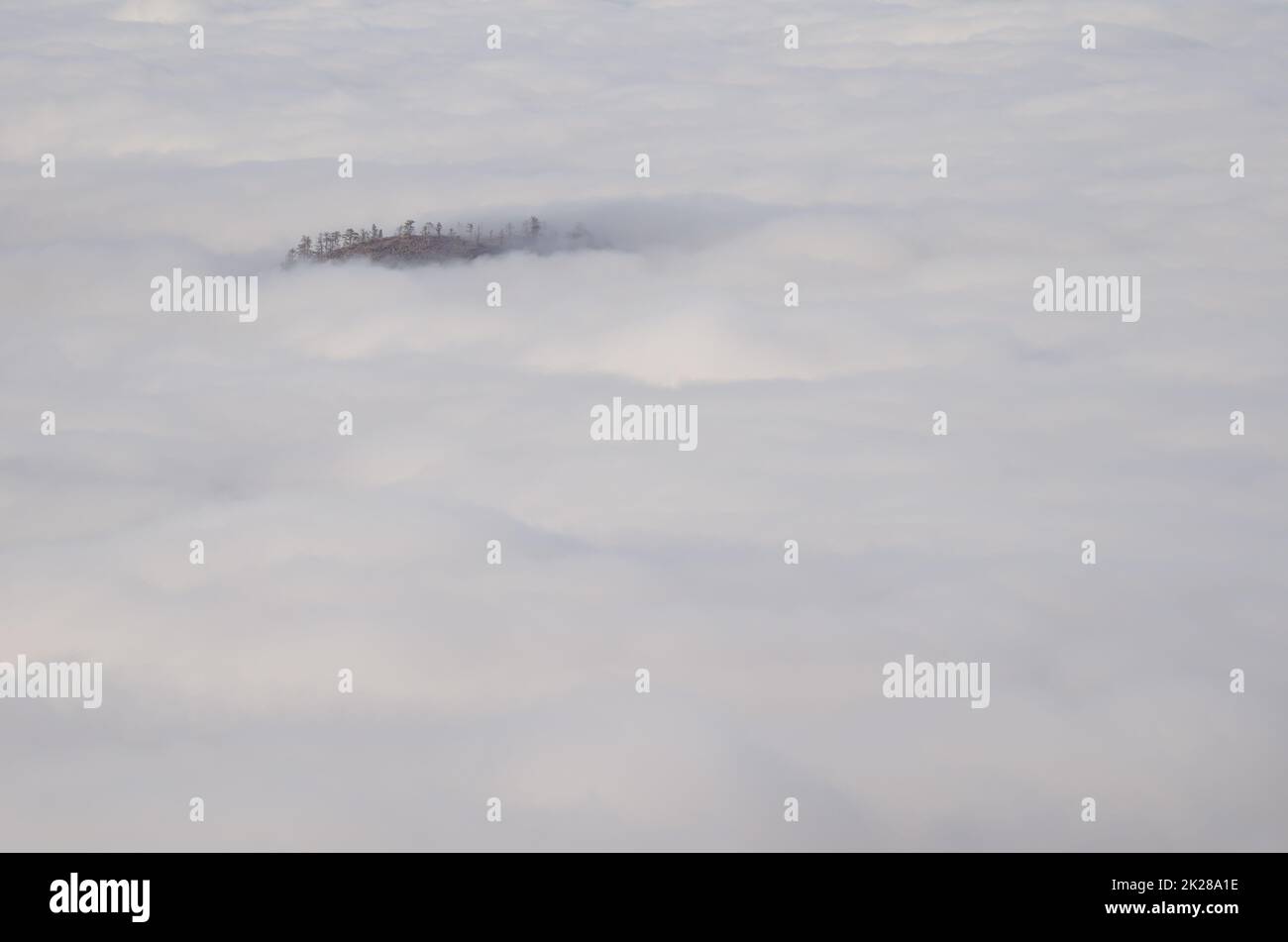 Crag avec le pin de l'île des Canaries émergeant d'une mer de nuages. Banque D'Images