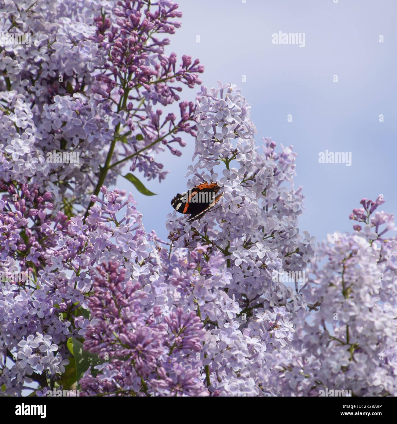 Fleurs de lilas sur les branches d'un papillon amiral Banque D'Images