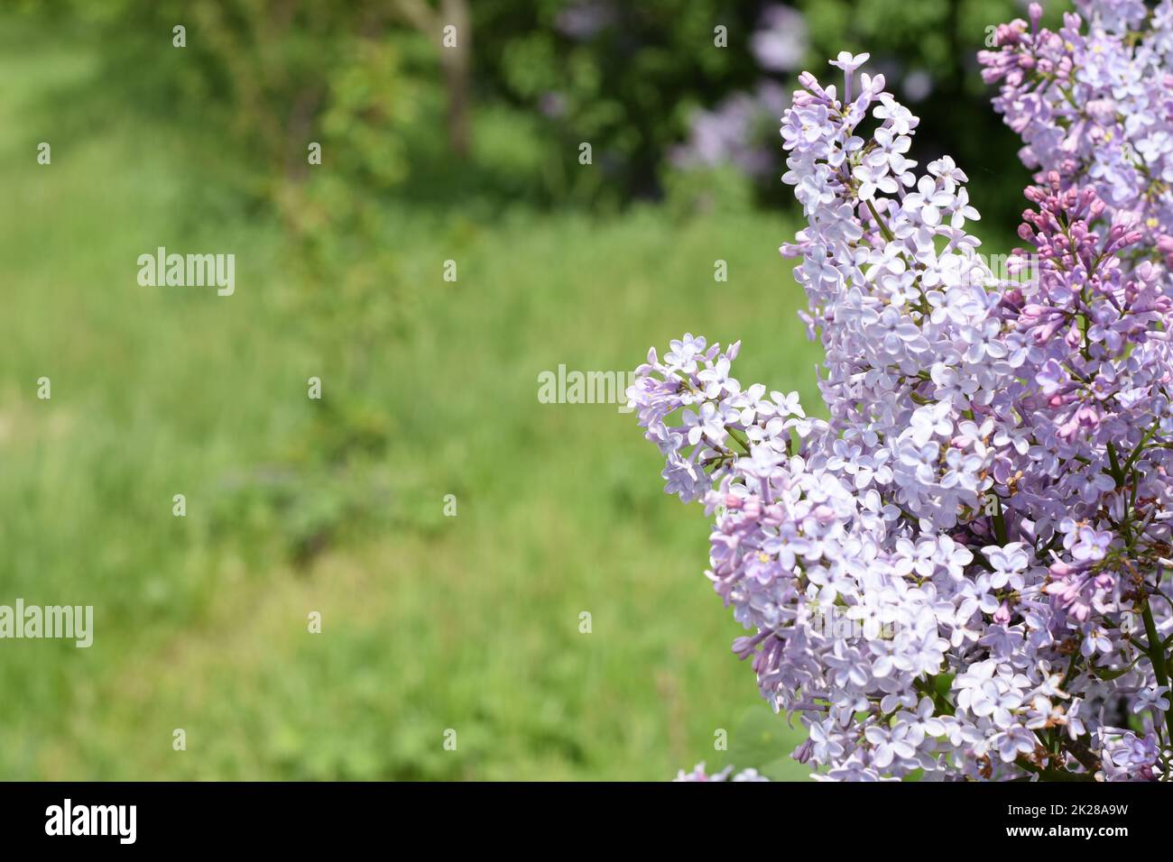 Belles fleurs lilas pourpre à l'extérieur. Banque D'Images