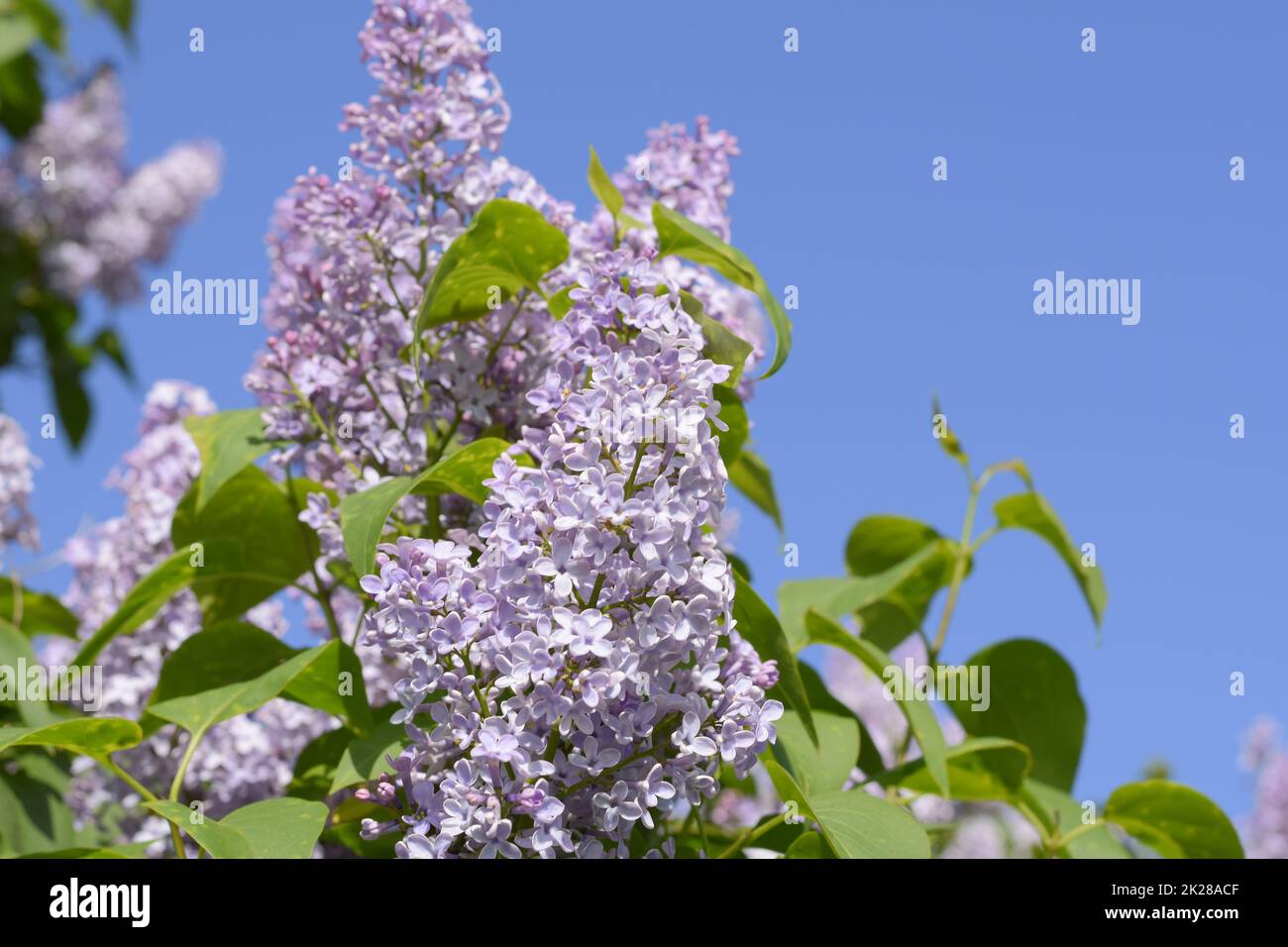 Fleurs lilas sur les branches. Belles fleurs lilas pourpre à l'extérieur. Banque D'Images
