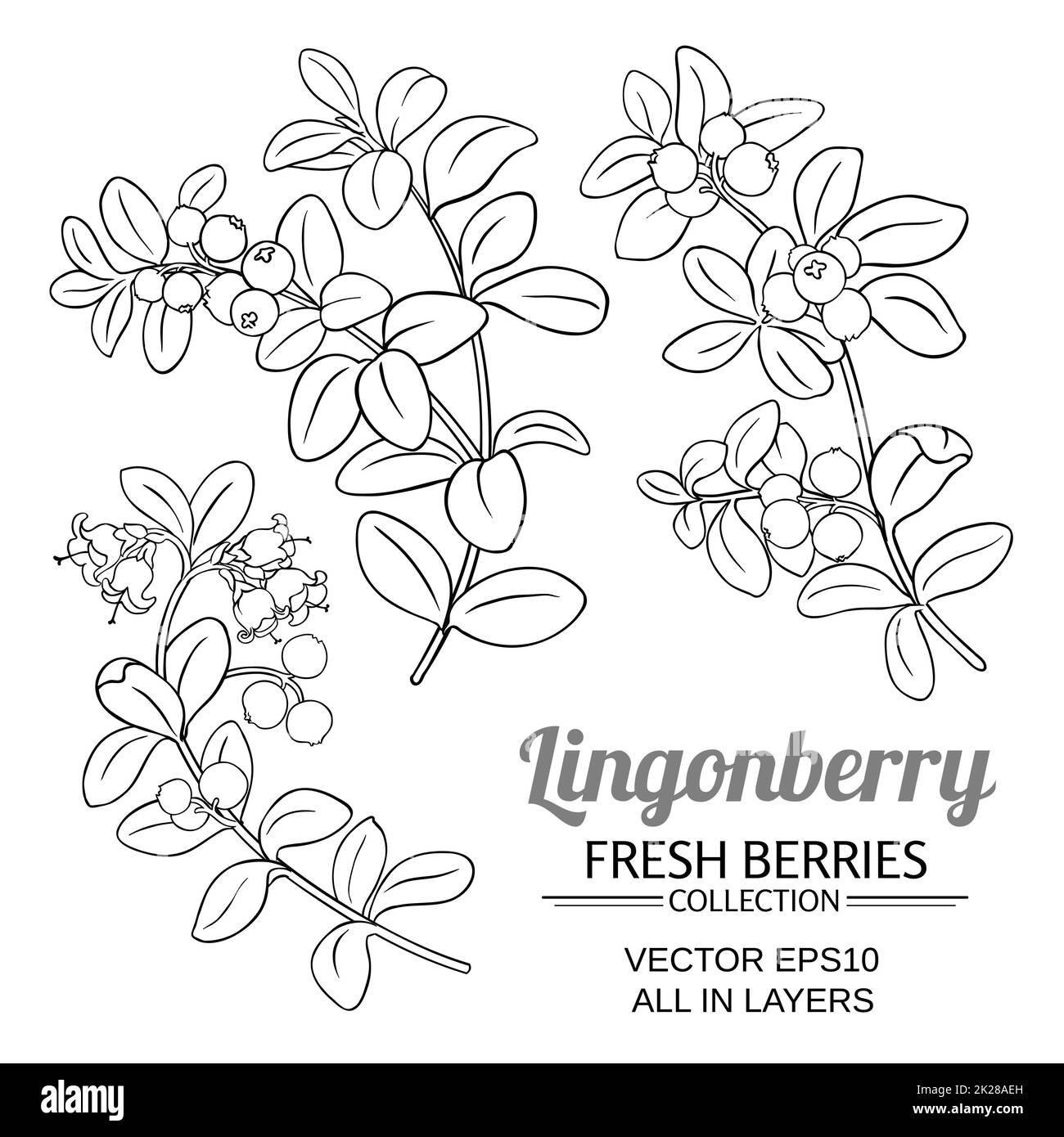 L'usine d'airelles vector set sur fond blanc Banque D'Images