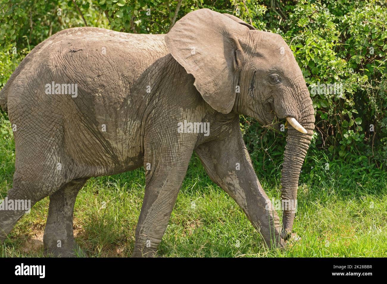 L'éléphant d'Afrique en train de manger sur la course Banque D'Images