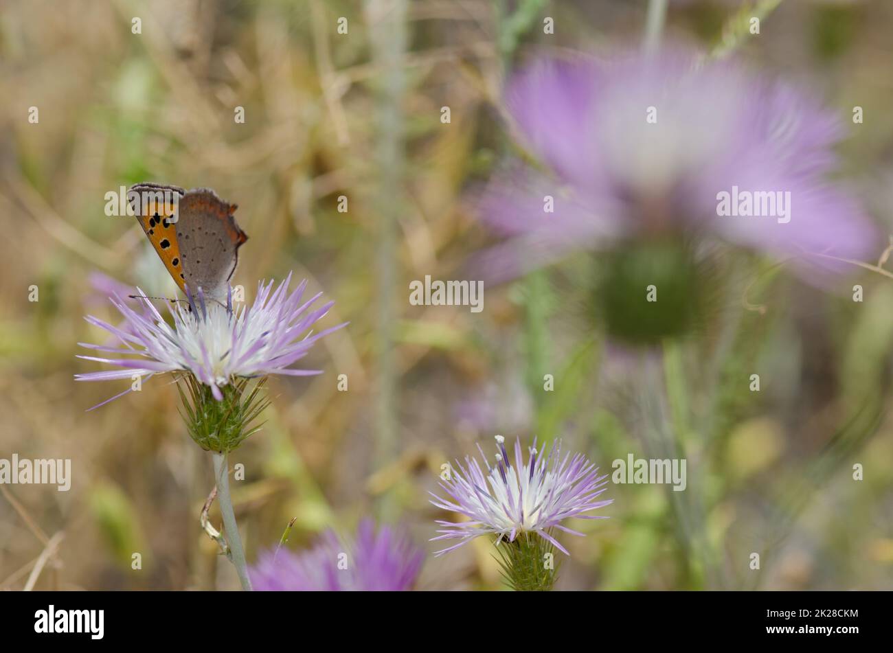 Petit cuivre Lycaena phlaeas se nourrissant d'une fleur de chardon-Marie violet Galatites tomentosa. Réserve d'Inagua. Grande Canarie. Îles Canaries. Espagne. Banque D'Images