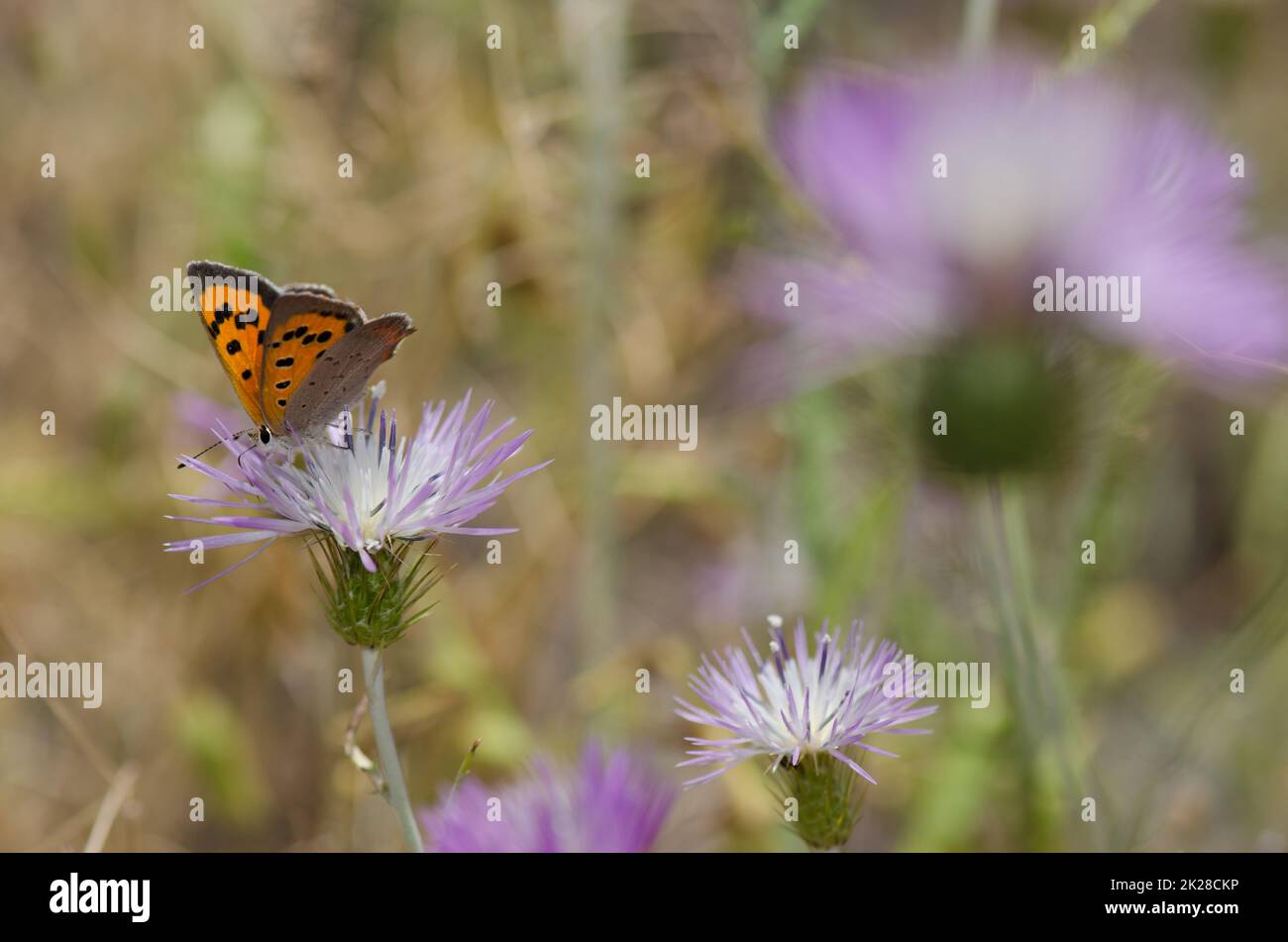 Petit cuivre Lycaena phlaeas se nourrissant d'une fleur de chardon-Marie violet Galatites tomentosa. Réserve d'Inagua. Grande Canarie. Îles Canaries. Espagne. Banque D'Images