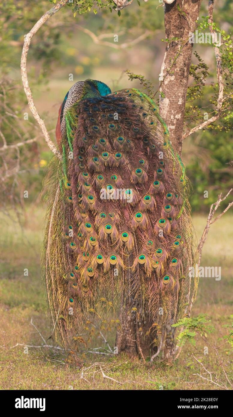 Un beau paon brillant avec des plumes d'égrenage et le train s'étalait clairement; paon bleu de shinning; du Sri Lanka; un gros oiseau perché sur un arbre Banque D'Images