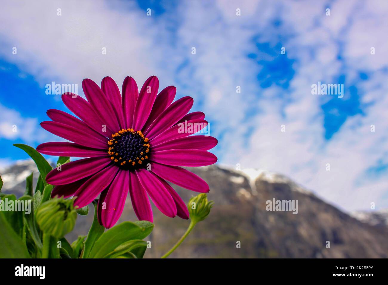Fleur en fleurs contre le ciel - Eidfjord Banque D'Images