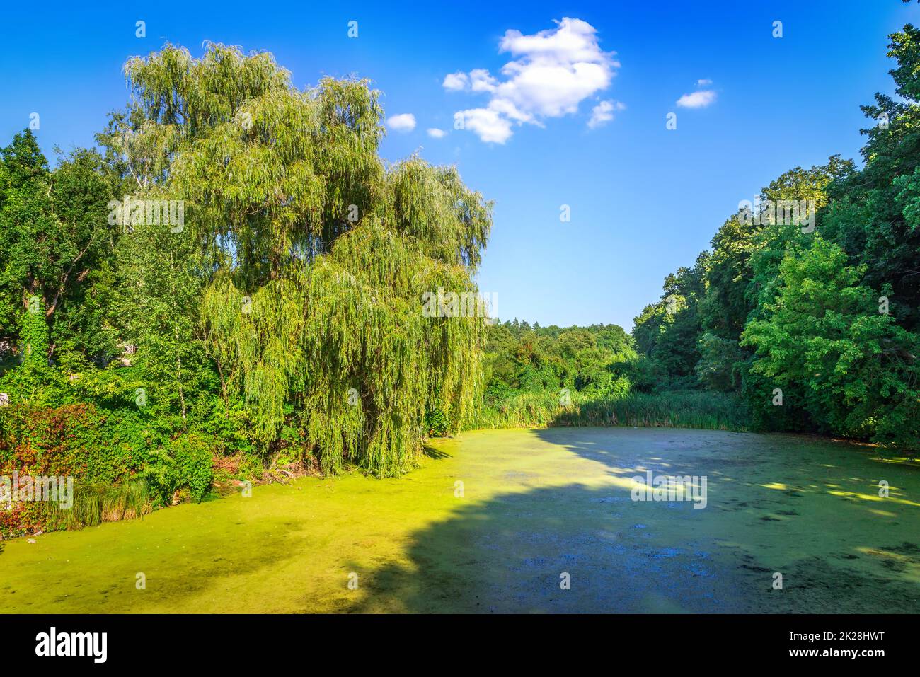 Saule pleurant sur l'étang Banque D'Images