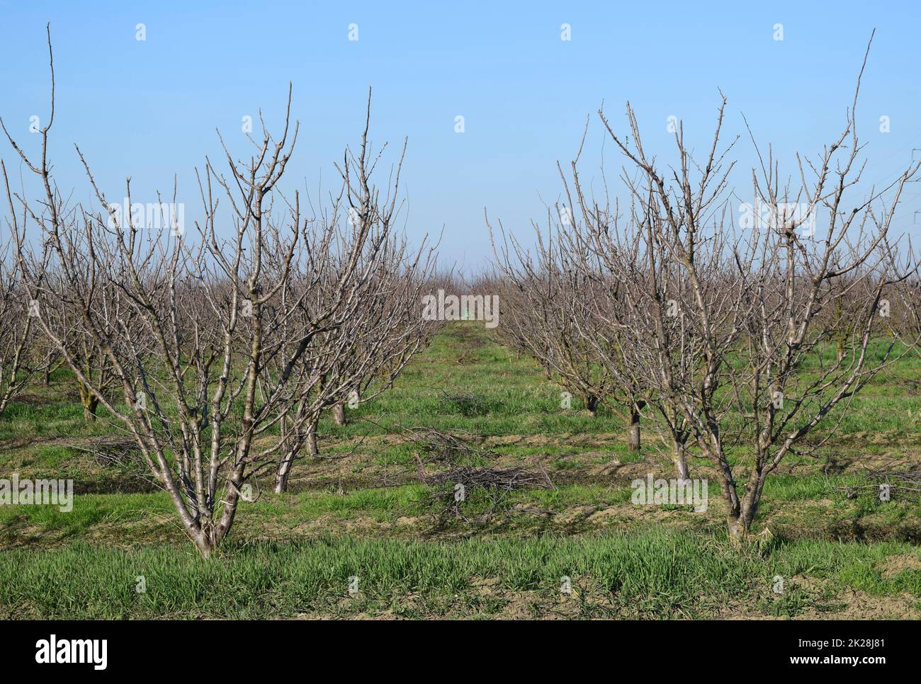 Les jeunes d'hiver orchard Banque D'Images