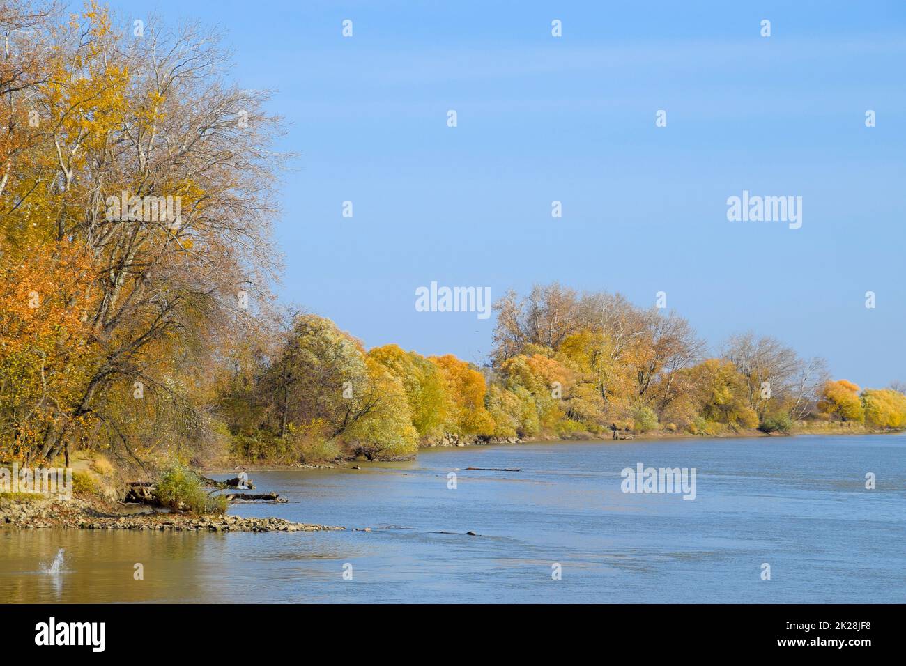 Paysage d'automne. Rive de la rivière avec arbres d'automne. Poplars sur le b Banque D'Images