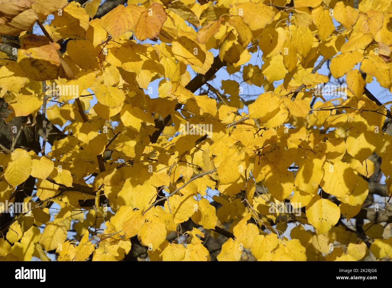 Feuilles jaunes d'un linden. Jaunissement des feuilles sur les branches — free download