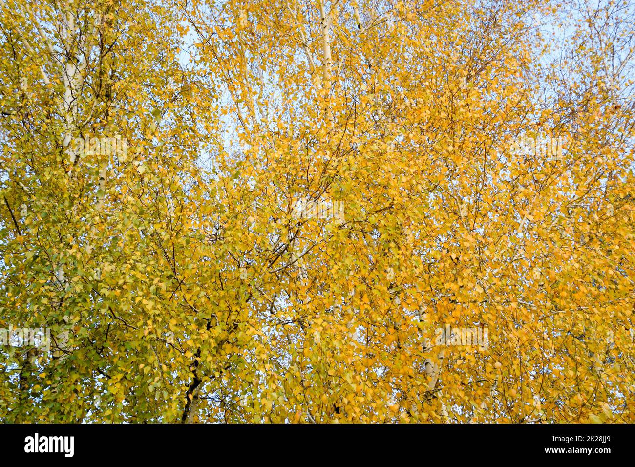 Feuilles jaunes sur les branches de bouleau. L'automne est venu à la plantation de bouleau Banque D'Images