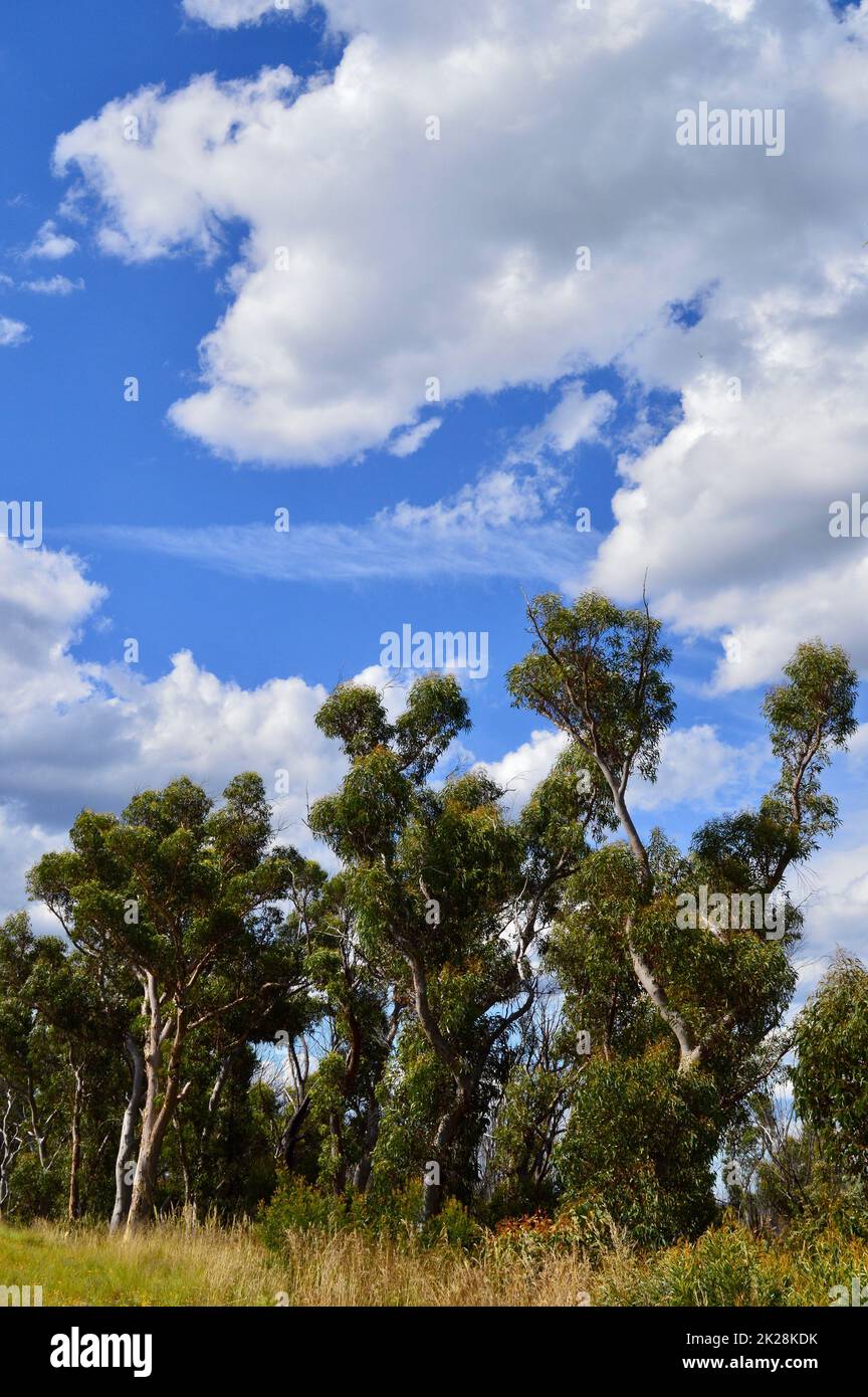 Vue sur la campagne le long de Chifley Drive près de Clarance, Nouvelle-Galles du Sud, Australie Banque D'Images