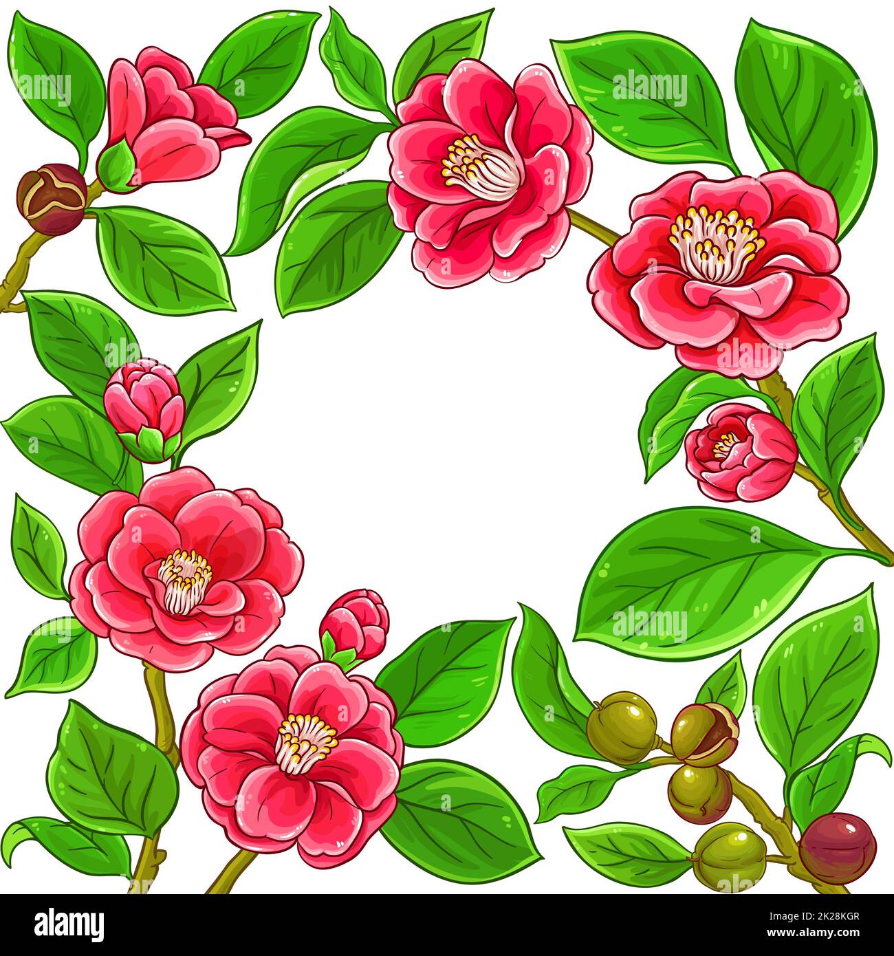 camellia branches vecteur cadre sur fond blanc Banque D'Images
