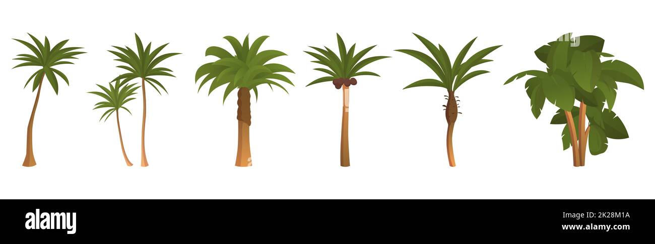 Ensemble de 6 palmiers sur fond blanc - Vector Banque D'Images