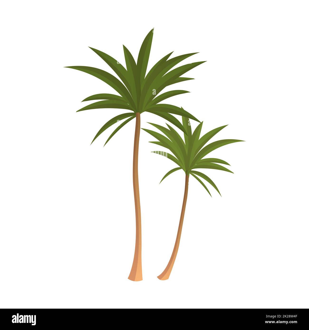 Palmiers verts hauts réalistes isolés sur fond blanc - Vector Banque D'Images