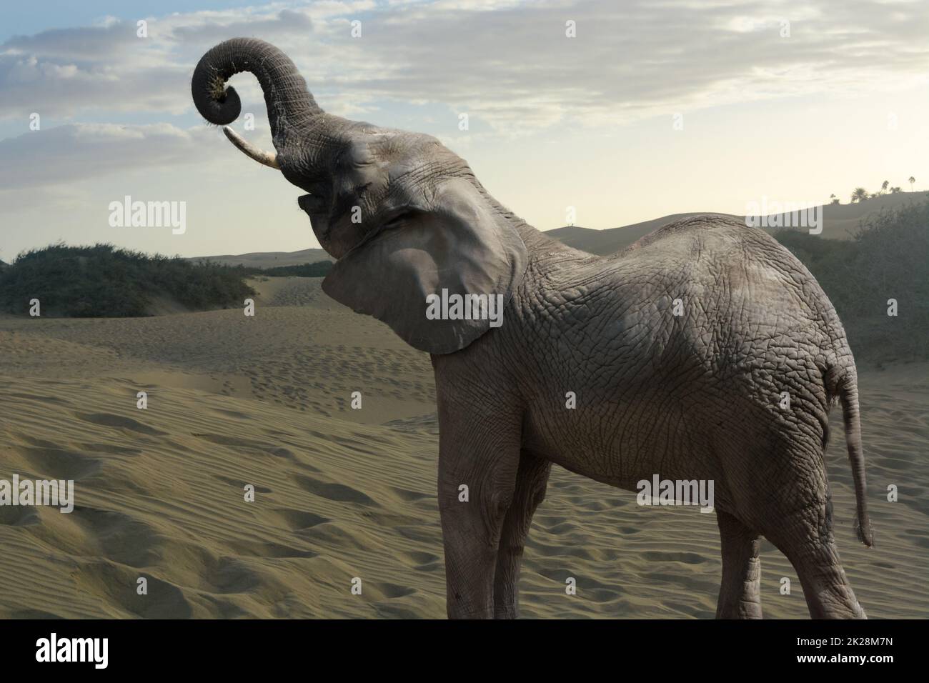 Éléphant d'Afrique dans le désert Banque D'Images