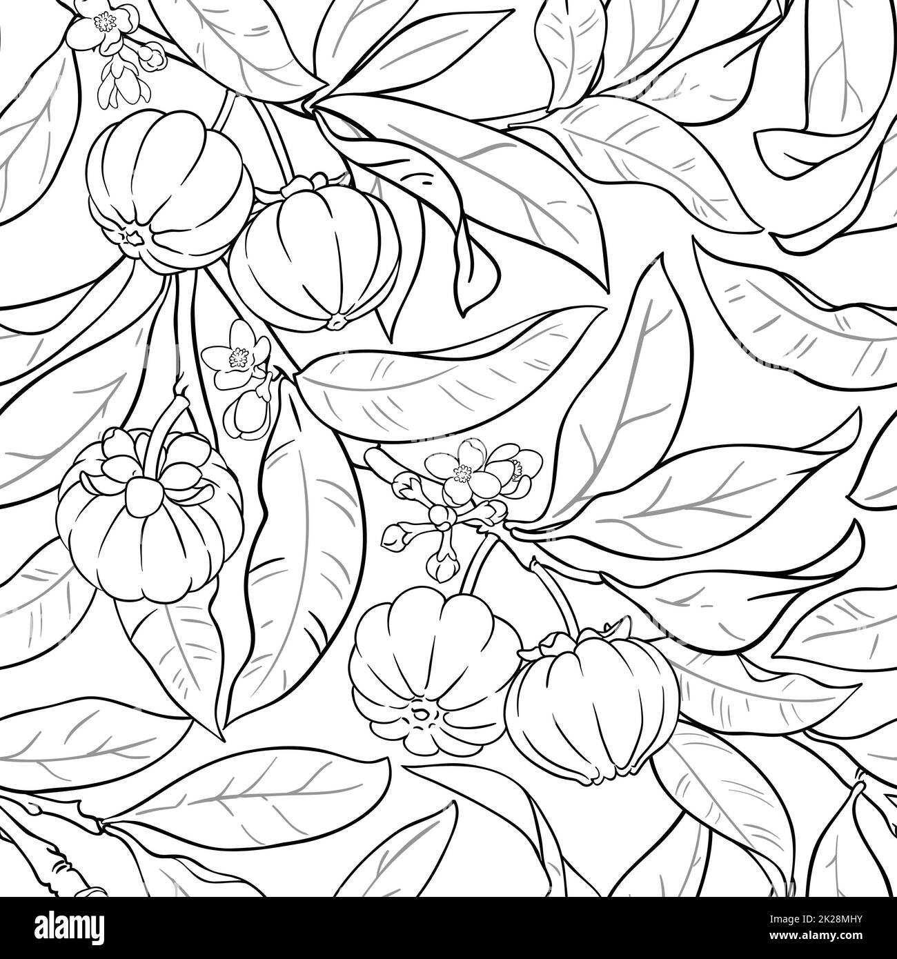 garcinia branche le motif vectoriel Banque D'Images