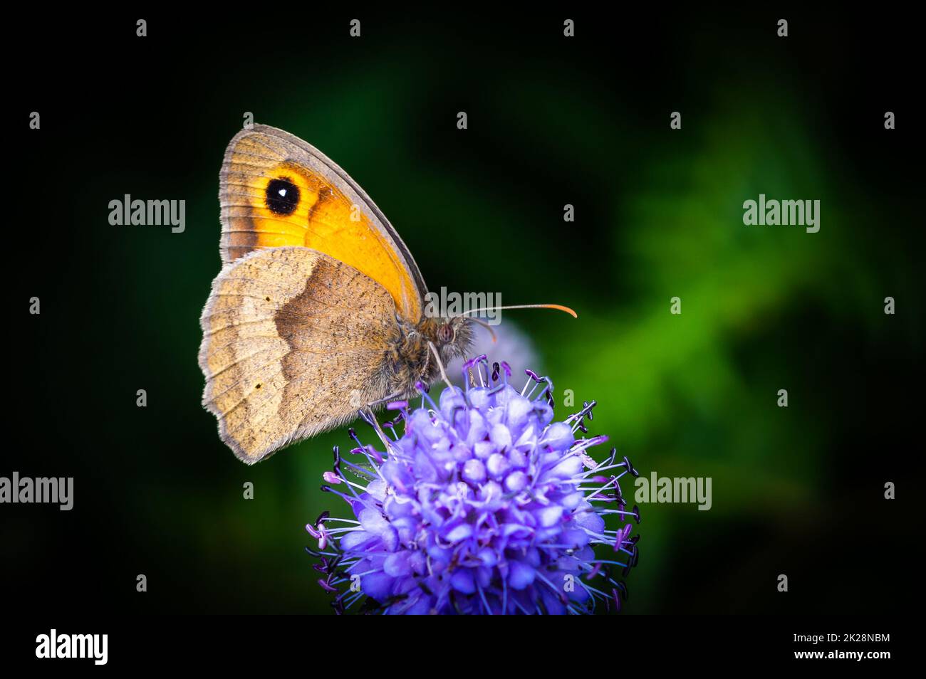 Papillon Meadow Brown en profil sur Devil's-bit Scabous. Banque D'Images
