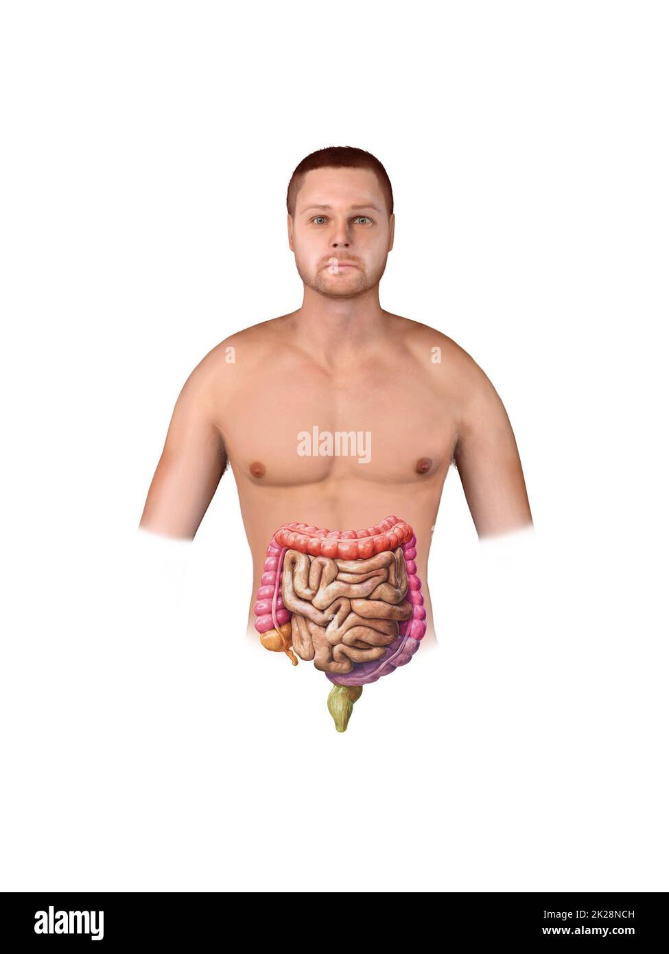 Gros et petit intestin isolé sur le blanc. Anatomie du système digestif humain. Tractus gastro-intestinal. 3d rendu Banque D'Images