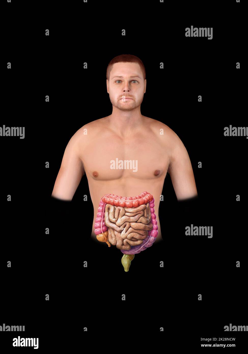 Gros et petit intestin isolé sur le blanc. Anatomie du système digestif humain. Tractus gastro-intestinal. 3d rendu Banque D'Images