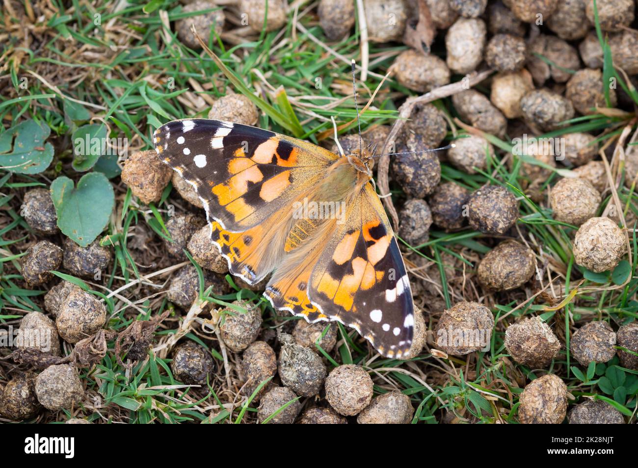 Papillon lady peint sur des fientes de lapin Banque D'Images