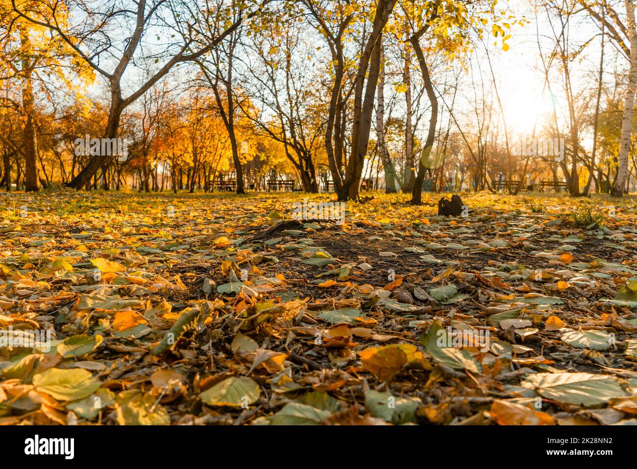 Une promenade dans le parc ou sur la place en octobre à travers le feuillage doré d'automne des arbres avec les rayons du soleil. Une promenade à travers les feuilles d'automne dans la forêt ou dans la prairie. Le feuillage doré. Banque D'Images