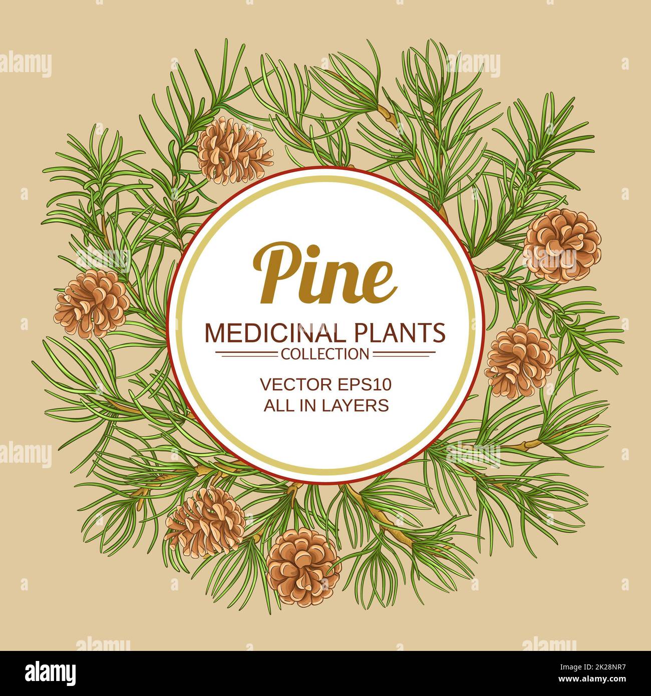 cadre vectoriel de branches de pin sur fond de couleur Banque D'Images