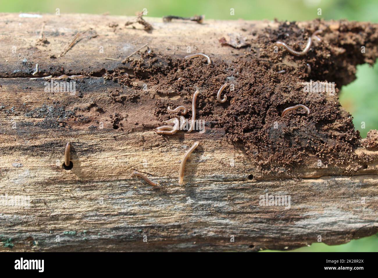 petits millipèdes sur bois Banque D'Images
